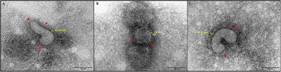 Protective Efficacy of H9N2 Avian Influenza Vaccines Inactivated by Ionizing Radiation Methods Administered by the Parenteral or Mucosal Routes